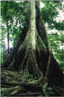 This trunk is a few hundred years old