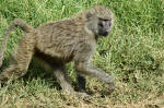 Serengeti National Park